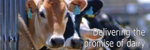 Text: Delivering the promise of dairy. [Dairy cows in the background]